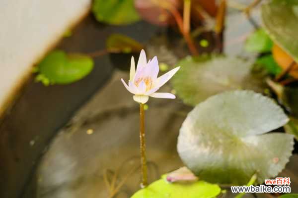 睡莲可以放室内吗