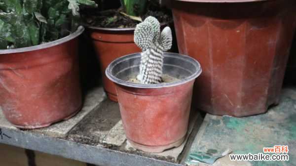 仙人掌适合在室内种植吗