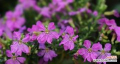 打造高雅典雅的庭院花园 萼距花的养殖方法