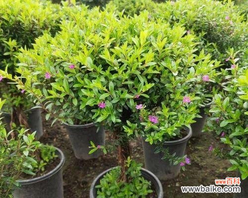 打造高雅典雅的庭院花园 萼距花的养殖方法