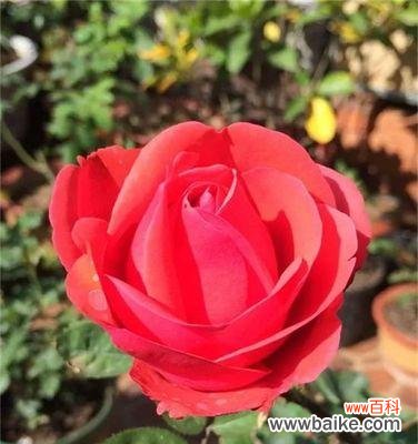 盘点最好看的月季花种，让你心驰神往 赏心悦目的大花月季品种