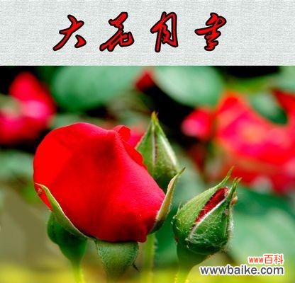 盘点最好看的月季花种，让你心驰神往 赏心悦目的大花月季品种