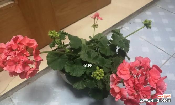 探寻天竺葵世界的多彩色彩 天竺葵经典品种