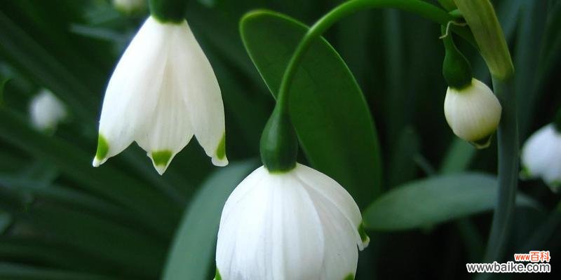 迎接寒冬,花儿绽放 冬日花开奇景