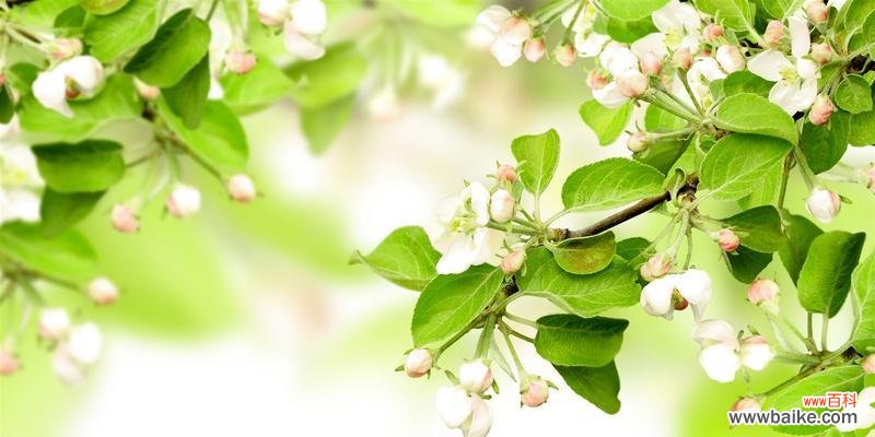 赏花指南，春色正当时 春天花开，缤纷盛世