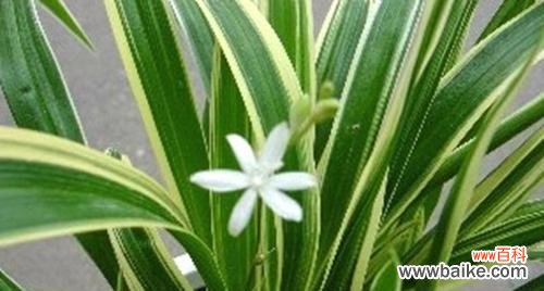 从常见到罕见，了解吊兰的各种类型 探秘吊兰——品种繁多的居家绿植