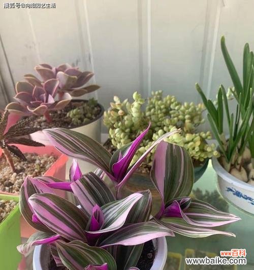 从常见到罕见，了解吊兰的各种类型 探秘吊兰——品种繁多的居家绿植