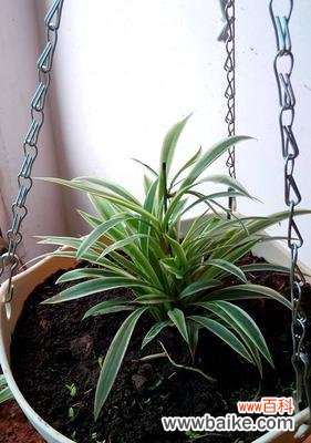 从常见到罕见，了解吊兰的各种类型 探秘吊兰——品种繁多的居家绿植