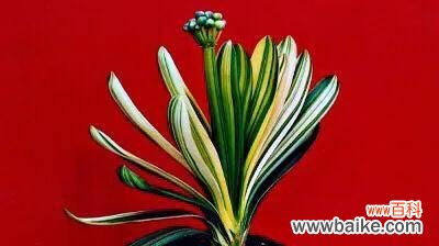 探究君子兰家族的多彩世界 君子兰品种分类与特点