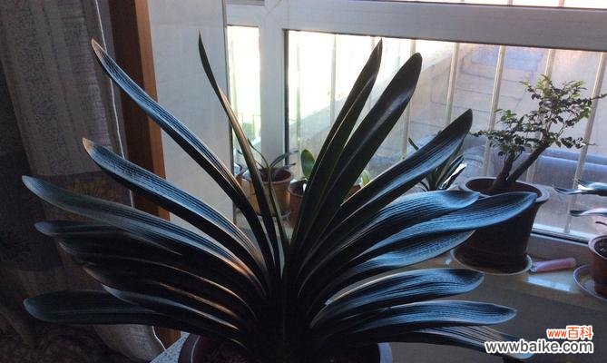 探究君子兰家族的多彩世界 君子兰品种分类与特点