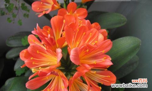 探究君子兰家族的多彩世界 君子兰品种分类与特点