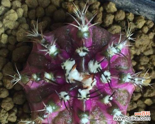 了解仙人球的世界范围与顶级品牌 探秘仙人球名品