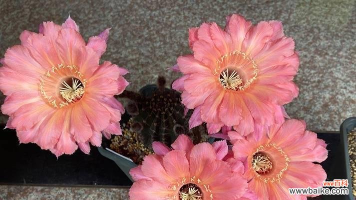 了解仙人球的世界范围与顶级品牌 探秘仙人球名品