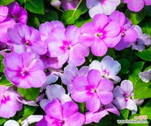 凤仙花叶子有白霜怎么回事，怎么办