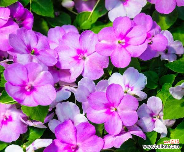 凤仙花叶子有白霜怎么回事,怎么办