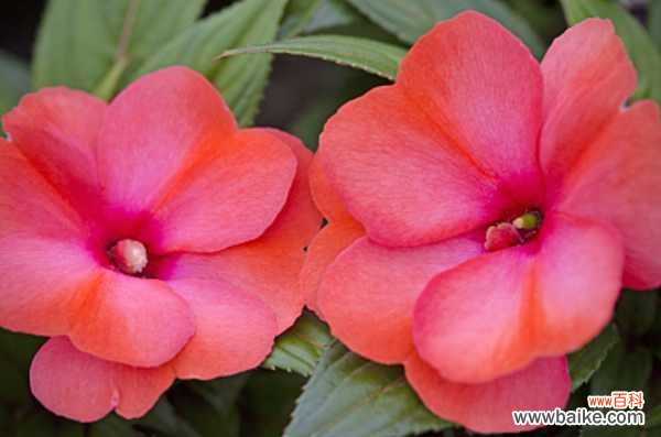 凤仙花叶子有白霜怎么回事,怎么办