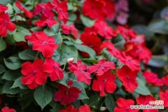 凤仙花叶子卷边干枯该怎么办，叶子卷了是什么原因