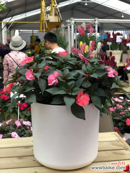 凤仙花叶子干枯怎么回事，叶子蔫了怎么办