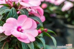 凤仙花叶子干枯怎么回事，叶子蔫了怎么办