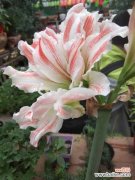 朱顶红不开花怎么办，为什么不开花