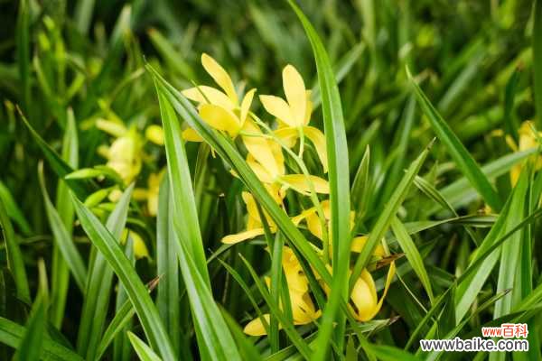 兰花一直不开花怎么办，如何让兰花开花