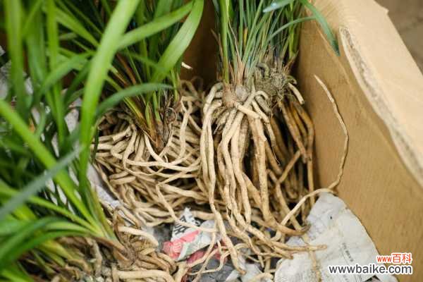 兰花一直不开花怎么办，如何让兰花开花