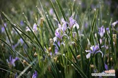 马蔺的虫害及其防治