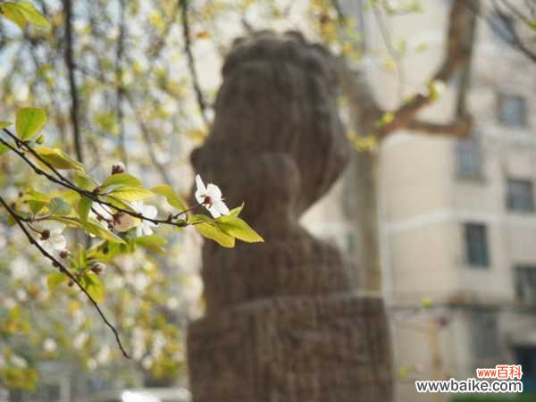 紫叶李常见的虫害及其防治