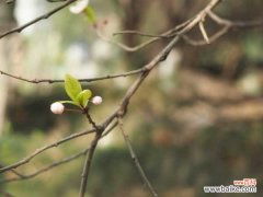 紫叶李常见的虫害及其防治