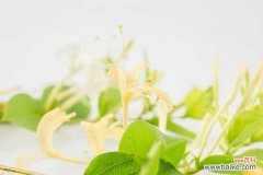 金银花的病虫害及其防治