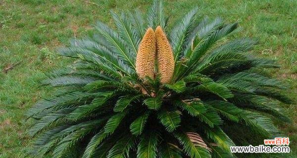 铁树的象征意义是什么？如何理解铁树的文化内涵？