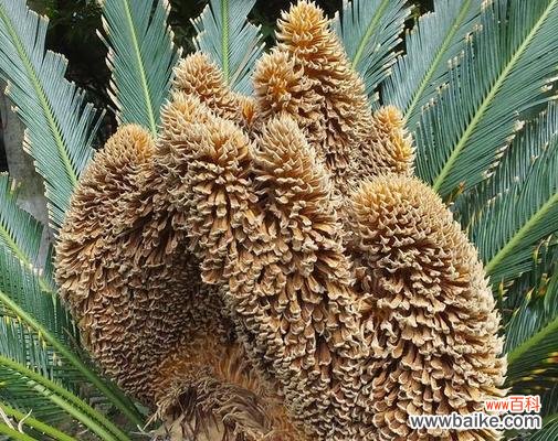 铁树会开花吗是什么意思？铁树开花的寓意和常见问题解答？