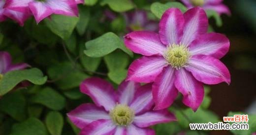 铁线莲的寓意象征是什么？如何正确理解铁线莲的花语？