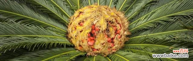 铁树开花象征什么意思？铁树开花的寓意和背后故事是什么？