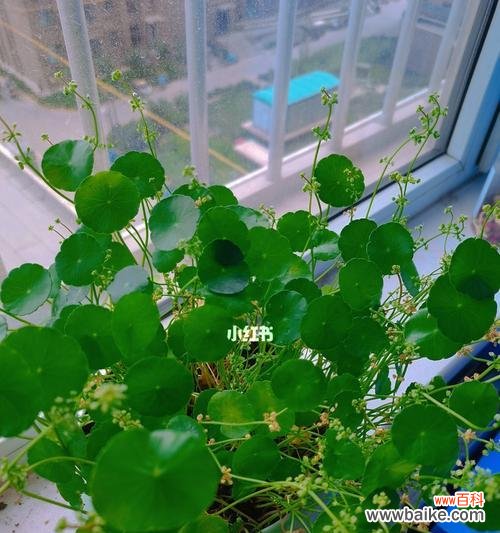 铜钱草寓意是什么?如何正确养护铜钱草?