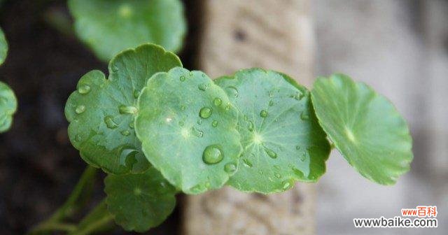 铜钱草寓意是什么?如何正确养护铜钱草?