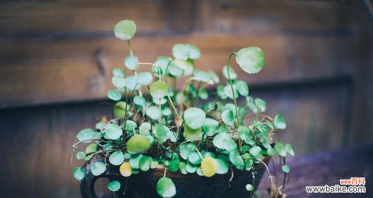 铜钱草寓意是什么?如何正确养护铜钱草?