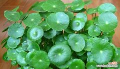 铜钱草会开花吗？铜钱草的花语是什么？