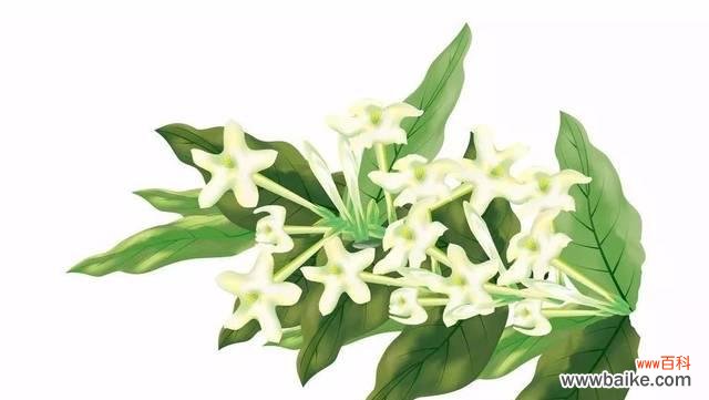 晚香玉花语是什么？晚香玉的传说有哪些？