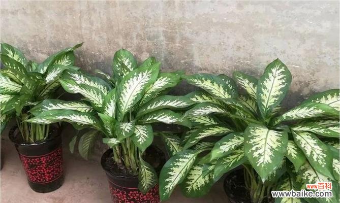 万年青开花好吗?万年青开花代表什么含义?