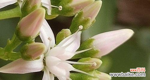 万年青开花好吗?万年青开花代表什么含义?