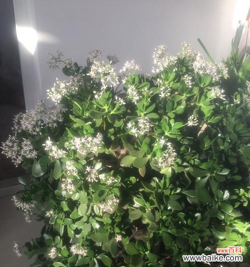 万年青开花预兆什么?它象征吉祥吗?