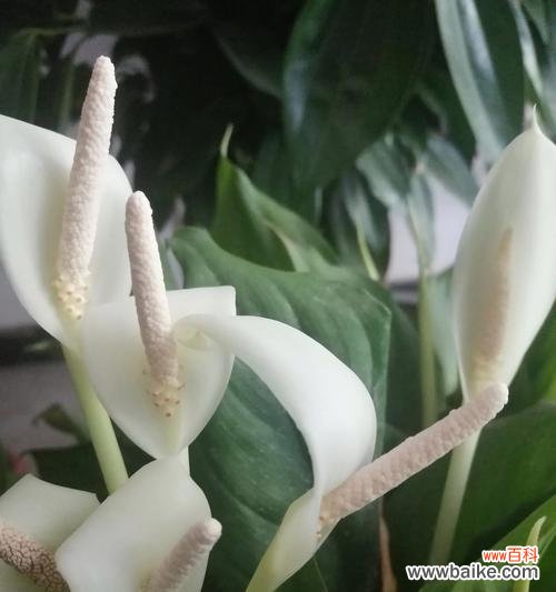 万年青开花预兆什么?它象征吉祥吗?