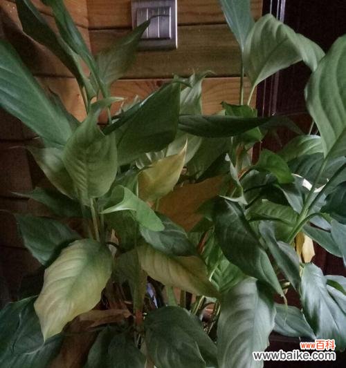 万年青开花预兆什么?它象征吉祥吗?