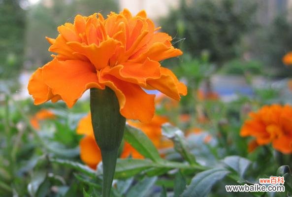 万寿菊的花语是什么？有哪些关于万寿菊的传说故事？