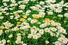 菊花如何室内越冬