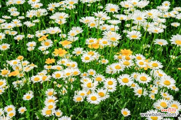 菊花如何室内越冬