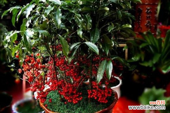 耐寒植物品种有哪些？适合冬天养的十大耐寒植物盆栽