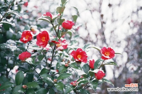 耐寒植物品种有哪些？适合冬天养的十大耐寒植物盆栽