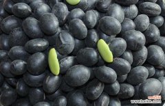 醋泡黑豆我吃了十年年 醋泡黑豆什么时候吃最好？